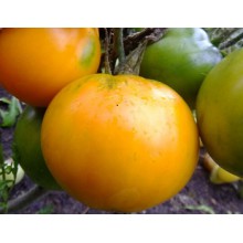Редкие сорта томатов Дей Хуанчи  (Китай)